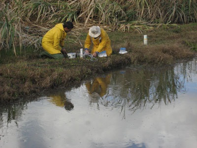Acid sulfate soil research by the river