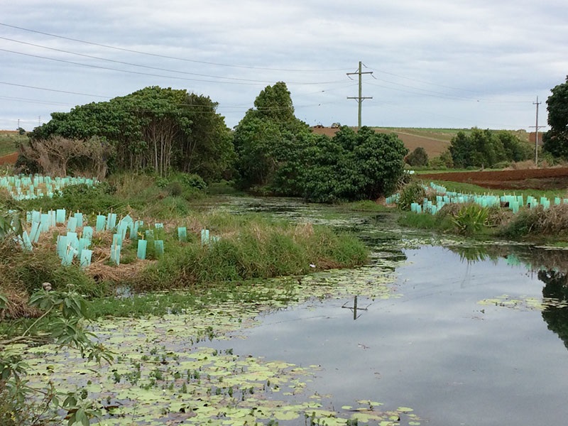 Cudgen soil conservation