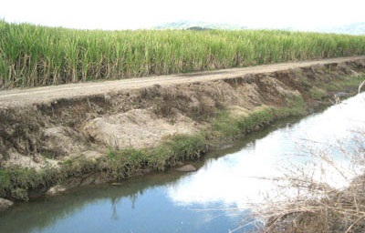 Unvegetated cane drain