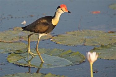 Comb-crested Jacana