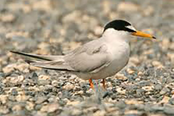 Little Tern