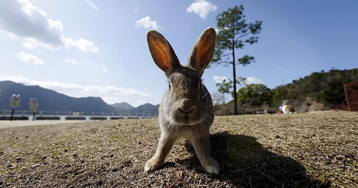 Rabbits | Tweed Shire Council Rabbits | Tweed Shire Council