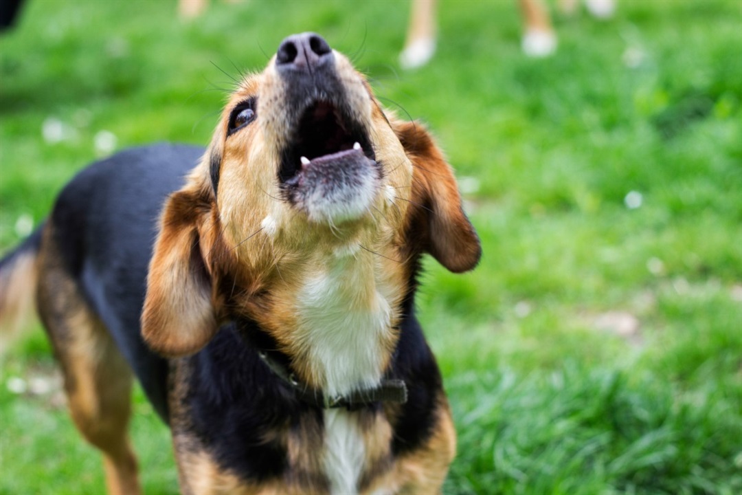 what is the law about dogs barking