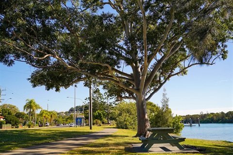 Tree on council reserve