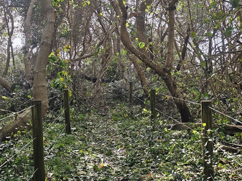 Beach access tracks closed.jpg