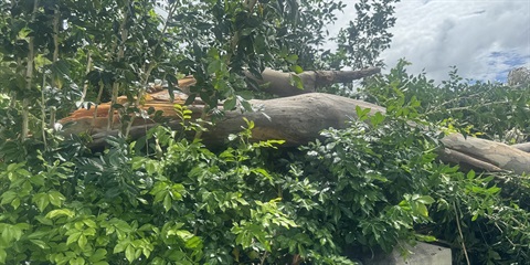 Damaged trees on private land - resized.jpg
