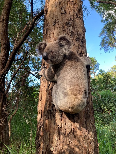 Lenny the Koala from Banora Point