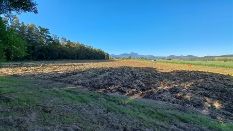 Restoring rainforest 1200X675.jpg