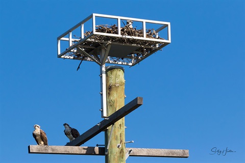 Three osprey in their new nest at Hastings Point 