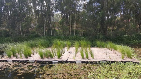 2738-permanent-floating-reed-beds-are-b163838.jpg