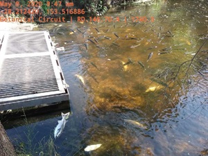 2798-fish-kill-at-vintake-lakes-banora152827.jpg