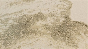 Beach foam on the Tweed coast