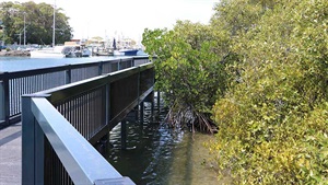 Mangroves on the Tweed