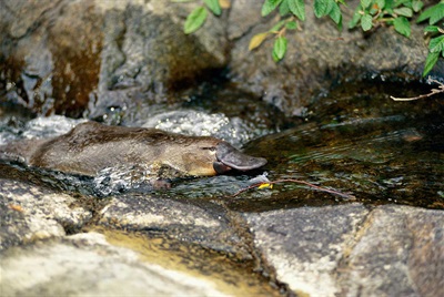 Platypus in creek - Copyright Dave Watts