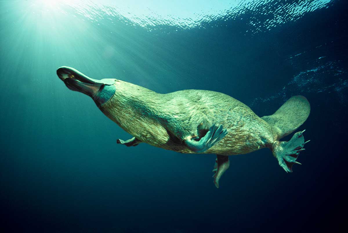 Platypus - copyright Dave Watts