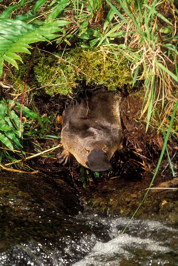Platypus in undergrowth next to creek - Copyright Dave Watts