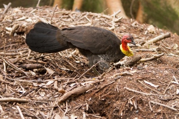 brush-turkey.jpg