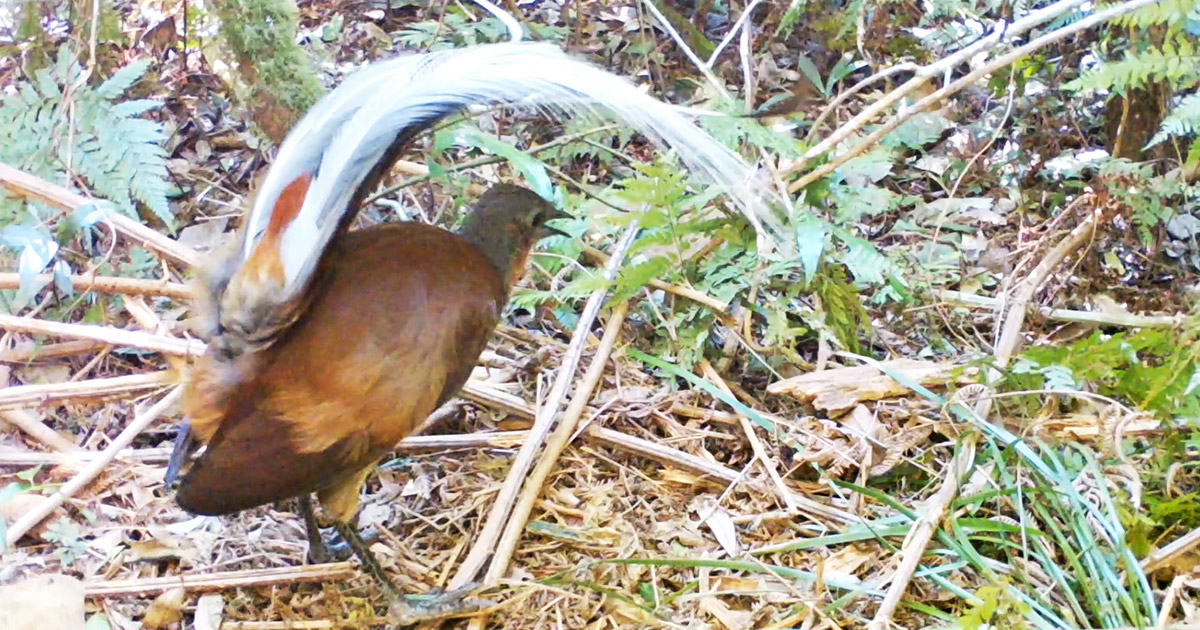 Albert's lyrebird