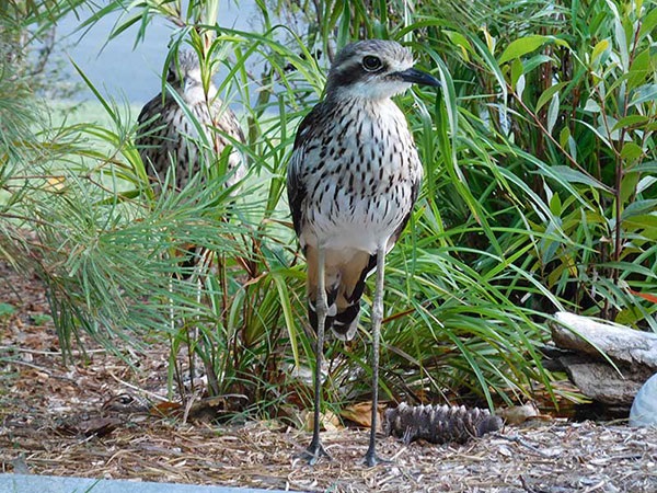 Bush Stone-curlew - Eli Szandala