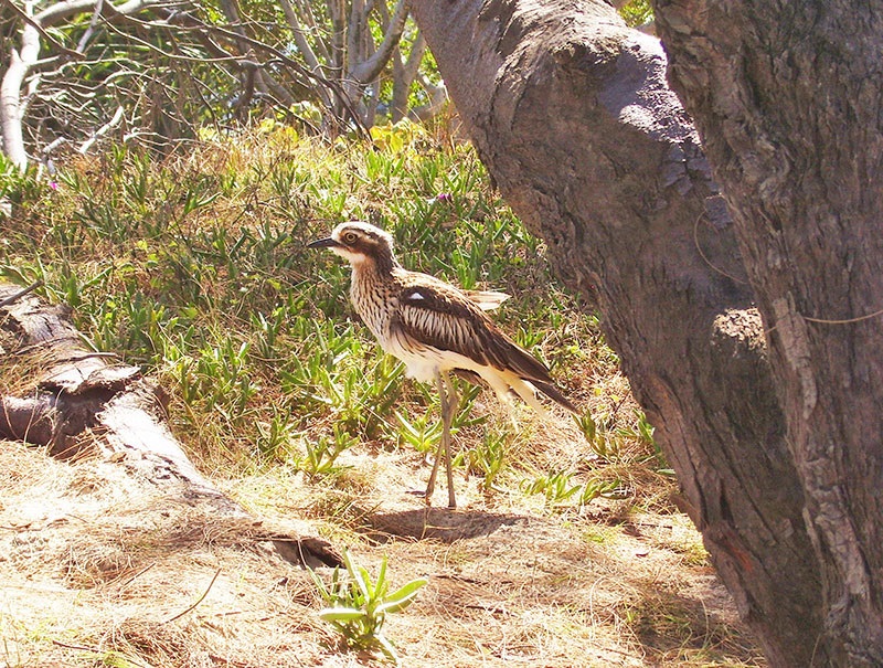 Bush Stone-curlew in bushland