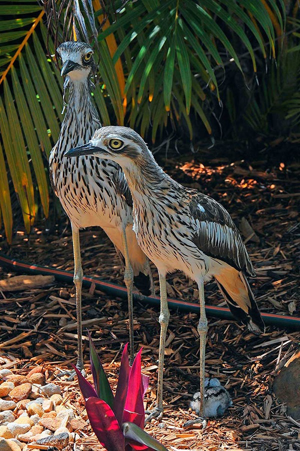 Bush Stone-curlew - Theo spykers