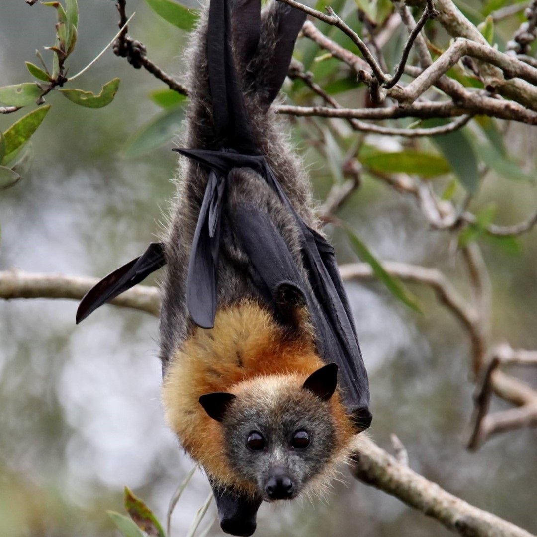 Flying-foxes-Large.jpg