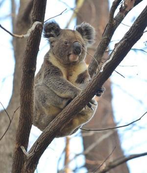 Koala in tree