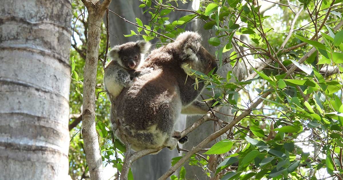 Mother and baby koala in tree