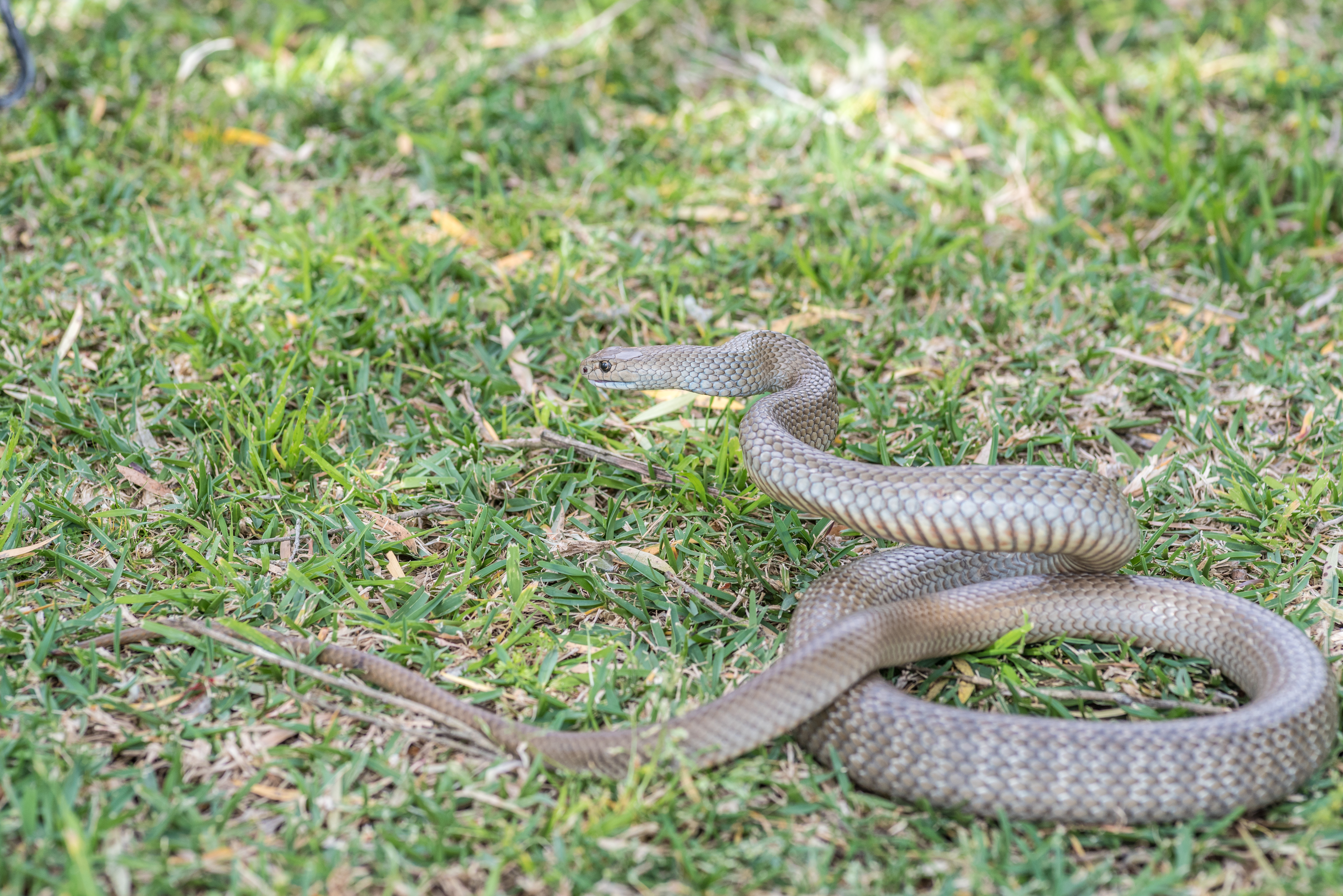 Snake