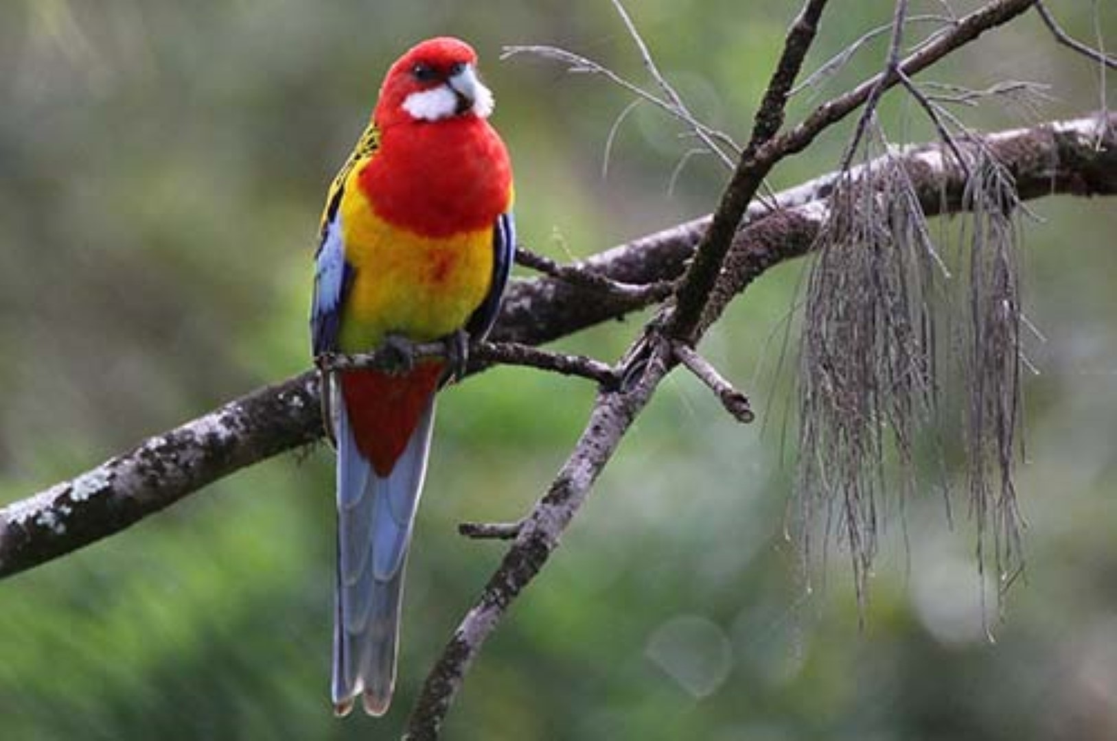 Wildlife Rosella