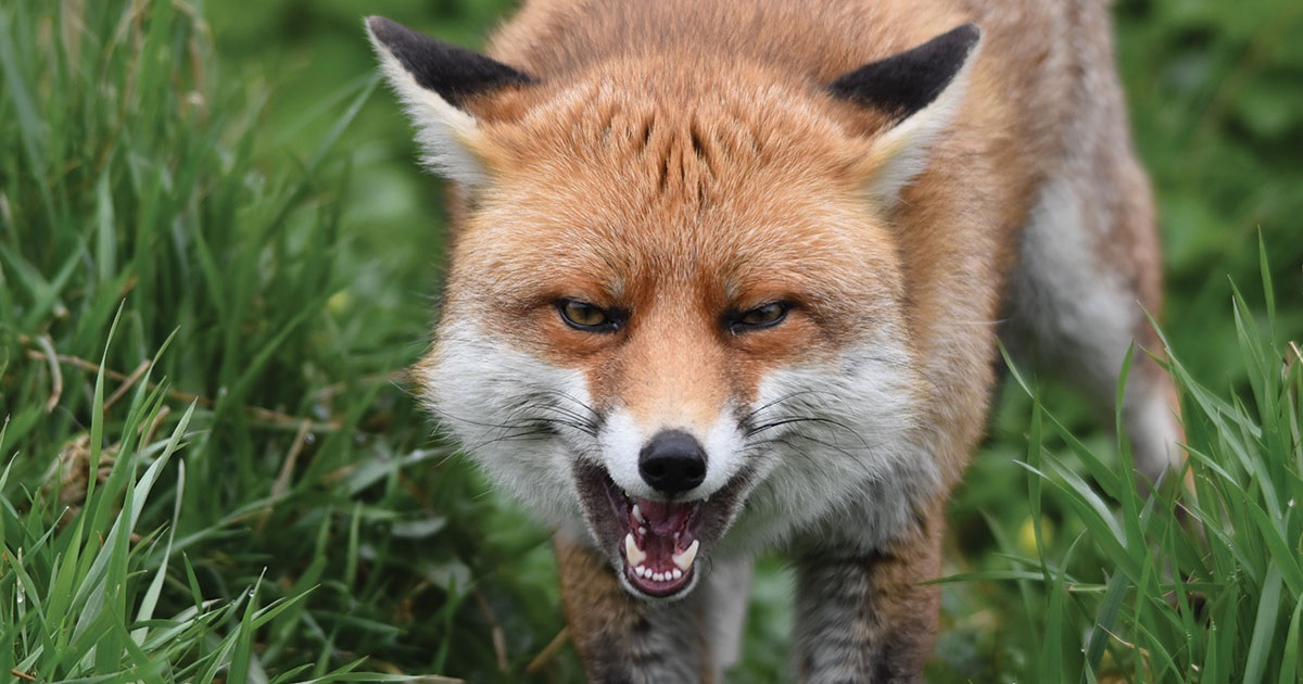 Fox