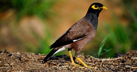 Indian myna