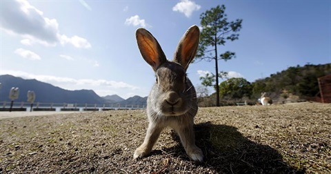 Rabbit