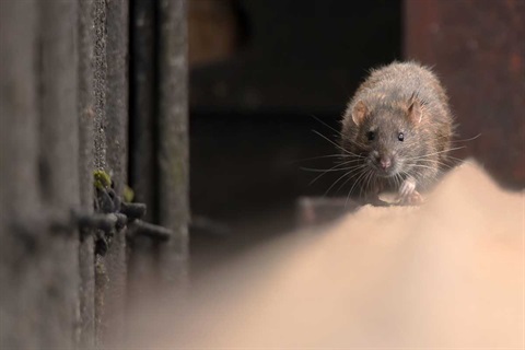 How to control invasive rats and mice at home without harming native  wildlife