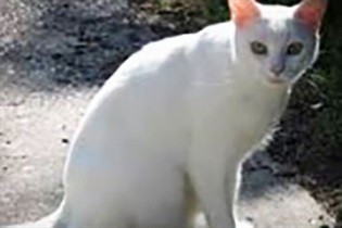 Cats on camera Round Mountain