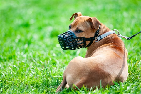 Dangerous dog