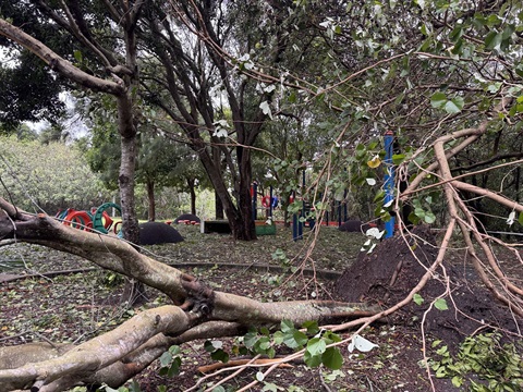 Tree fall at Ambrose Park Pottsville 