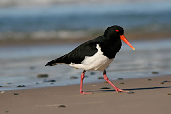 Australian Pied Oystercatcher