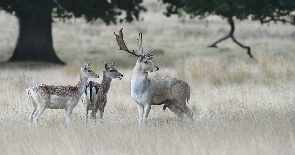 Fallow deer Dama dama (hinds and buck)