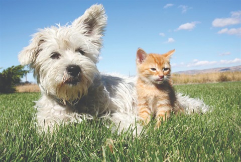 Dog-Cat-pound.jpg