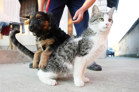 Photograph of a dog and cat