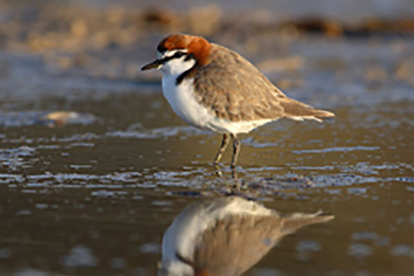 Red-capped Plover